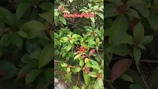 Hamelia Patens#firebush#scarletbush#hummingbirdbush#flowers
