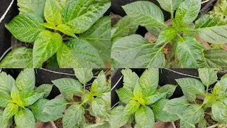 Chilli plant leaf curl disease can be easily cured. Chilli Plants care on rooftop garden _