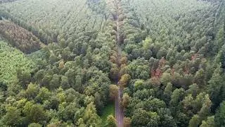 Thetford Forest drone footage