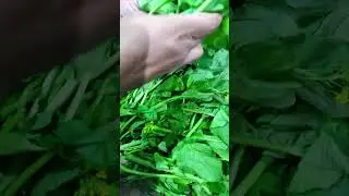 saag leaves #saag #recipe #tips #cook #vegetables #vegan #food #dish #cuttingskills #green #leaves
