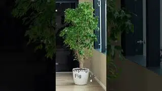 Best Indoor Trees #youtubeshorts #ytshorts #shorts