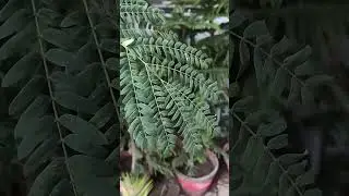 Beautiful nature 🥰 #flowers#shortfilm#music#naturelover#vloglife#beautyhacks#shortvideo#