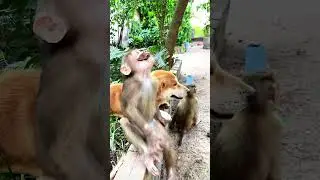 Beautiful day with friends​​​​ \ #bae3 #shorts #monkey #cute #animals