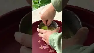 ASMR whisking matcha. Creamy, clean, with very low bitterness. #matcha #shorts