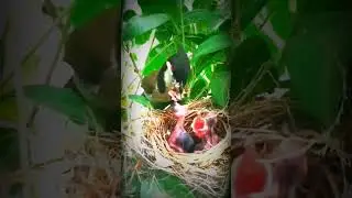 Spiky bird and babys#bird #birdslove #animals #nestbird #goodmother