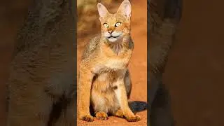 Jungle Cat EP21 | The Stealthy Hunter of South Asia's Forests
