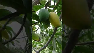 GUESS WHICH ONE IS ACTUALLY RIPEN #nature #shorts #shortsvideo