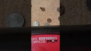 Small coin crunch.