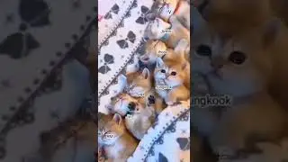 meow meow 😺😸 dinamite #kpopmedia #bts