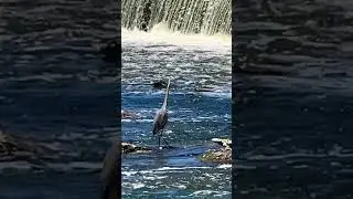 Creepy bird creepin' 😂😂😂 Nah they are beautiful great blue herons!  😊