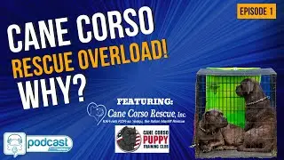 Barkera Podcast Cane Corso Rescue Series Episode 1