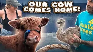 We got a COW ! 🐮