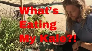 What's Eating My Kale!? Pest Identification and Control of the Cabbage Looper