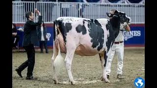 2026 PA Holstein Convention Sale Lot 9