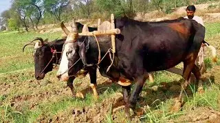 Ploughing with bulls | Bull powered ancient plough | Ancient ploughing with bulls | Old  punjab