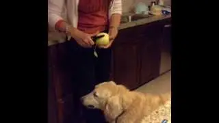 Dog eats apple peel
