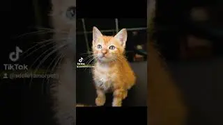 #gat #felinos #bichano #pet #rj #anima #bich #4 #pata #gatinho #filhotinhos #filho #pequen