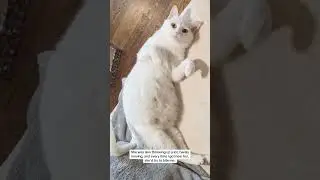 Rabbit And Cat Mixed Breed!😱 #shorts #cat #rabbit