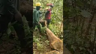 Mendebarkan,,, Tebang pohon jati tumbangnya senggol sana-sini 