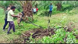 14 ft King cobra rescued to tribal village Bhavani palam
