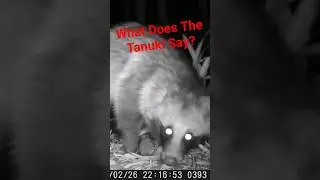 What Does The Tanuki Say?