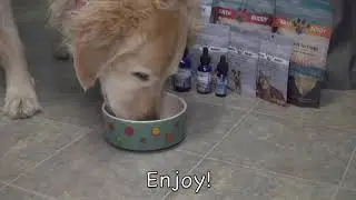 How to Give a Dog CBD Oil - Earth Buddy