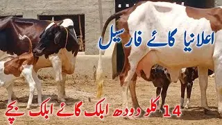 Super Cows Super Rates
