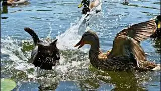 &ldquo;Shocking Moment: Cat Attacks Duck While Swimming 😱🐱🦆&rdquo;