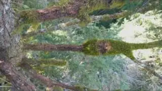 Таинственный мраморный пыжик