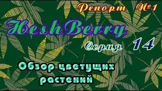 HashBerry-репорт 01/15: При свете ДНАТа и фонаря