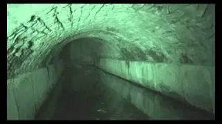 Lesser Horseshoe Bats roosting in a viaduct
