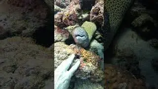 Stunning LEOPARD spotted Eel #marinelife #viralvideo #rare #scuba #fish #eel #leopard