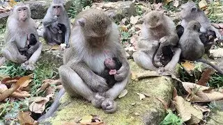 Newborn Baby Monkey Family - Lovely Newborn Monkeys In Bayon Temple