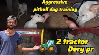 Aggressive pitbull Dog 🐕 eating training || dery py 2 tractor 🚜 AA gya