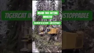 Insane Logging Machine &ndash; Tigercat Feller Buncher at Work