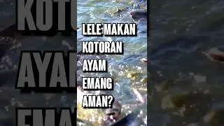Lele Makan Kotoran Ayam, Emang AMAN DIMAKAN??? #IkanLele #FaktaLele #KandangBalong