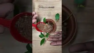 How to start a Ficus Ginseng Bonsai #plants #houseplants  #bonsai  #indoorplants