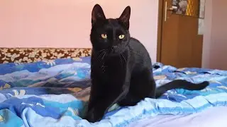 Cat Kneading Compilation