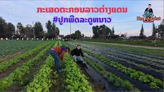 ກະເສດຕະກອນລາວ L A ໃນຕ່າງແດນ # ພືດລະດູຫນາວ
