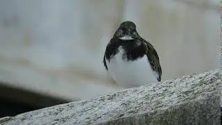 A Rola-do-mar / Ruddy Turnstone (Arenaria interpres) na Ba&iacute;a de Cascais 2019.