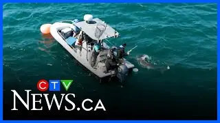 A non-invasive method to tag great white sharks