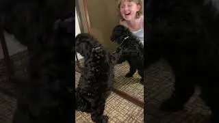 Olive discovers mirrors #kids #cavapoo #cavapoopuppy #cavoodle