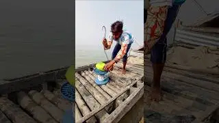 Easy Method to Catch Catla Fish Using Papaya #catlafishing #carpfishing #fishingshorts