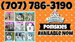Pomsky puppy for sale in Coral Gables | Best Pomsky Puppies Breeder in Coral Gables?