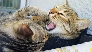 Boncuk & Jinx - Licking and Biting in the Basket | Multispecies Diaries #1