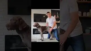 Боль в спине и ишиас у собак &mdash; сделайте это