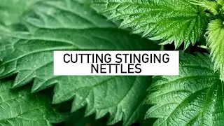 Cutting Stinging Nettles