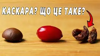 Каскара &mdash; Напій з кавової вишні, про який ти не знав!