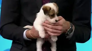 Ask a Vet: Thunder phobia in dogs