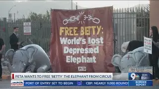 PETA wants to free 'Betty' the Elephant from circus